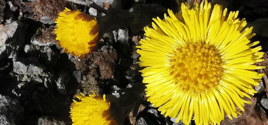 Frühling-2020-in-Gittas-verkstad